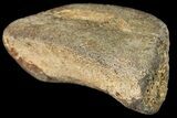 Fossil Hadrosaur Phalange - Alberta (Disposition #-) #134463-1